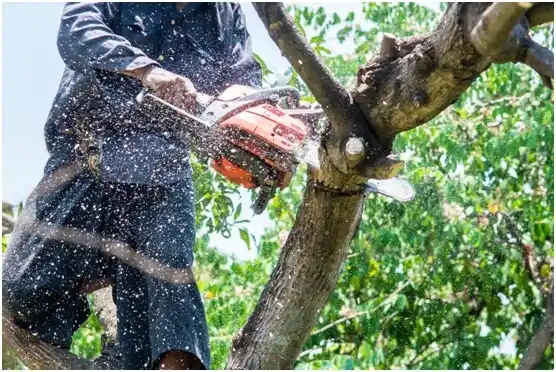 tree services Sparta